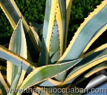 Hình ảnh cây Dứa bà