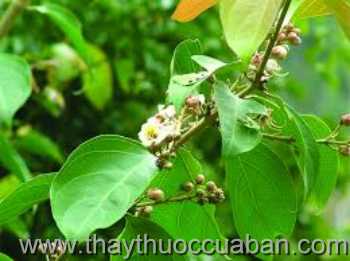 Hình ảnh cây Dùi đục