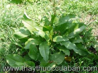 Hình ảnh cây Dương đề