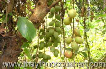 Hình ảnh Giâu gia