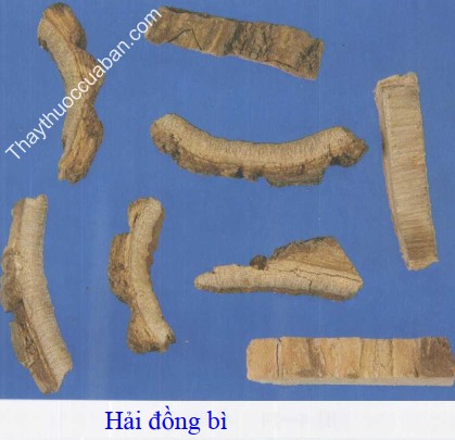H&igrave;nh ảnh vị thuốc hải đồng b&igrave;