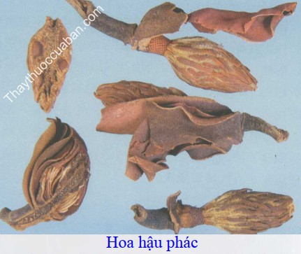 H&igrave;nh ảnh Hậu ph&aacute;c hoa