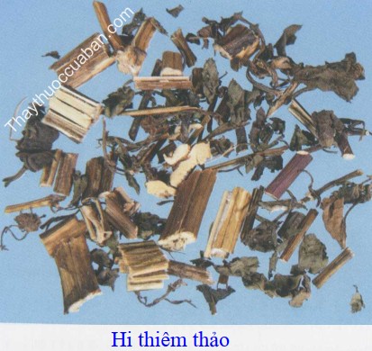 H&igrave;nh ảnh vị thuốc hi thi&ecirc;m thảo