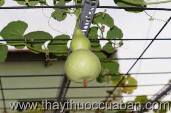 Hình ảnh Hồ lô