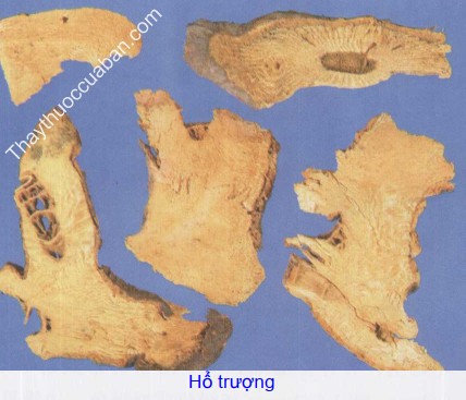 H&igrave;nh ảnh vị thuốc hổ trượng (củ cốt kh&iacute;)