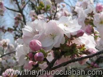 Hoa Anh đào