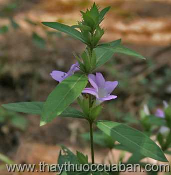 Hình ảnh cây hoa chuông