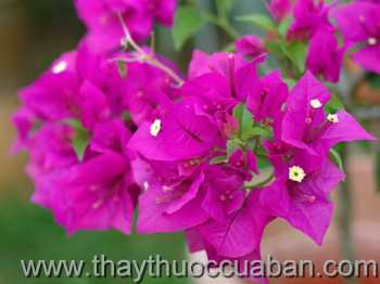 Hình ảnh hoa Giấy