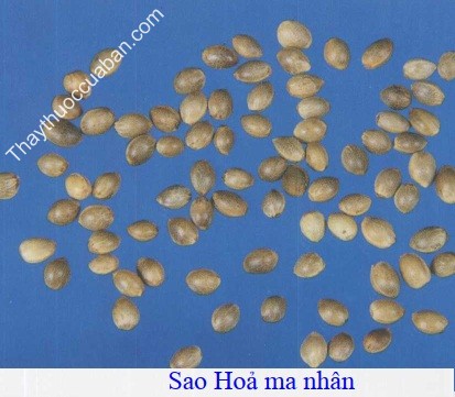 H&igrave;nh ảnh vị thuốc hỏa ma nh&acirc;n sao
