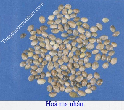 H&igrave;nh ảnh vị thuốc hỏa ma nh&acirc;n (gai dầu)