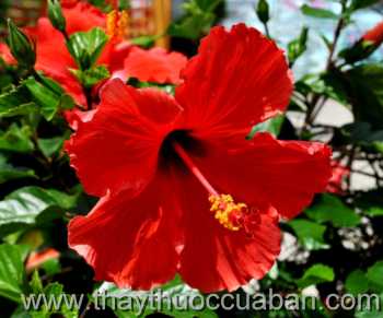 Hình ảnh cây Râm bụt