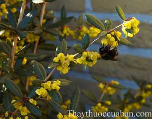 Hình ảnh vị thuốc hoàng liên gai