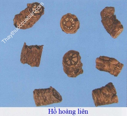 H&igrave;nh ảnh vị thuốc hồ ho&agrave;ng li&ecirc;n