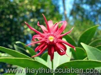 Hình ảnh Hồi núi