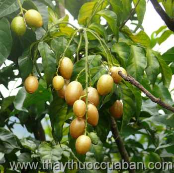 Hình ảnh Hồng bì