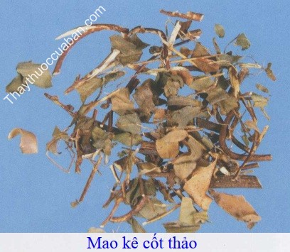 H&igrave;nh ảnh vị thuốc mao k&ecirc; cốt thảo