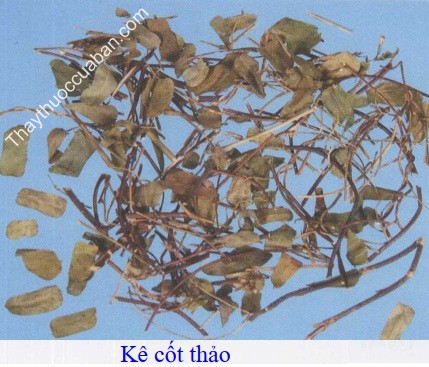 H&igrave;nh ảnh vị thuốc k&ecirc; cốt thảo