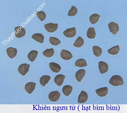 H&igrave;nh ảnh khi&ecirc;n ngưu tử (hạt b&igrave;m b&igrave;m)