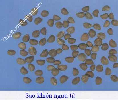 H&igrave;nh ảnh khi&ecirc;n ngưu tử sao