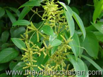 Hình ảnh Khoai rạng