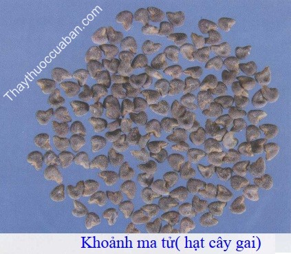 H&igrave;nh ảnh vị thuốc khoảnh ma tử