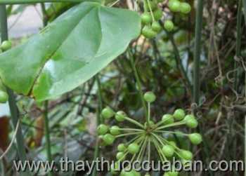 Hình ảnh cây Khúc khắc