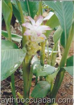 Hình ảnh khương hoạt