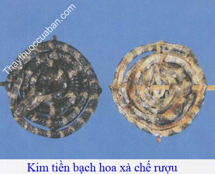 H&igrave;nh ảnh kim tiền bạch hoa x&agrave; chế rượu