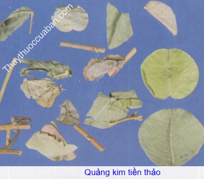 H&igrave;nh ảnh quảng kim tiền thảo
