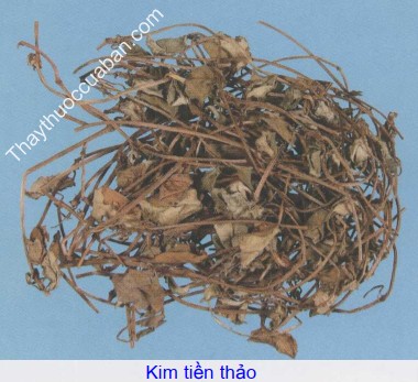 H&igrave;nh ảnh vị thuốc kim tiền thảo