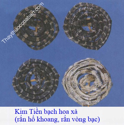 H&igrave;nh ảnh kỳ x&agrave; chế
