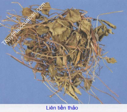 H&igrave;nh ảnh li&ecirc;n tiền thảo
