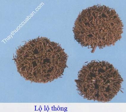 H&igrave;nh ảnh vị thuốc lộ lộ th&ocirc;ng