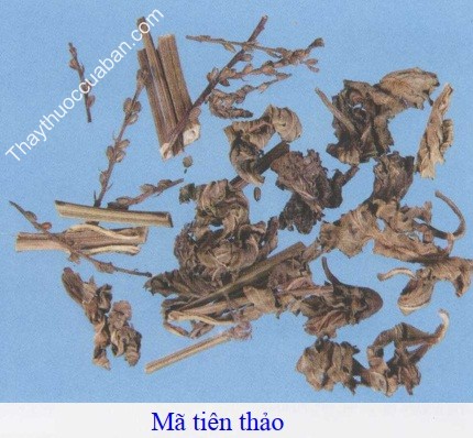 H&igrave;nh ảnh vị thuốc m&atilde; ti&ecirc;n thảo