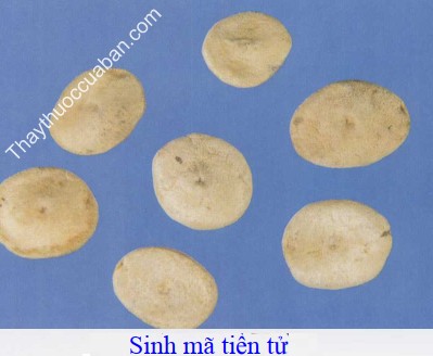H&igrave;nh ảnh m&atilde; tiền tử sống (sinh m&atilde; tiền tử)