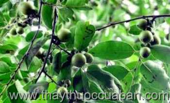 Hình ảnh Mắc nưa