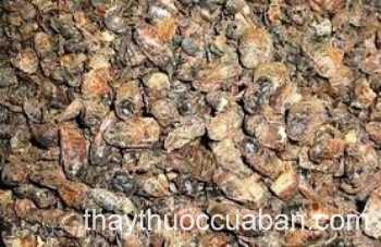 Hình ảnh Manh trùng