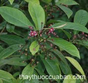 Hình ảnh Mật đất