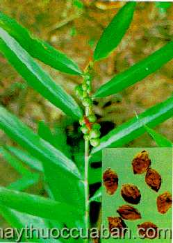 Hình ảnh cây Mè tre