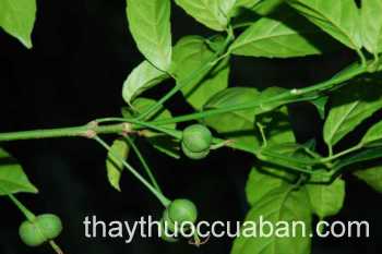 Hình ảnh cây Mỏ chim