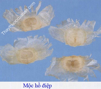 H&igrave;nh ảnh vị thuốc mộc hồ điệp