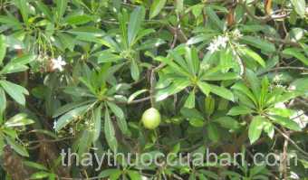 Hình ảnh cây Mướp sát