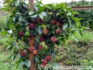 Hình ảnh cây na leo