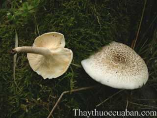 Hình ảnh nấm dai, nấm da báo