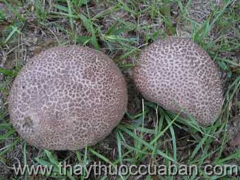 Hình ảnh Nấm bọc