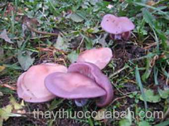 Hình ảnh nấm cà