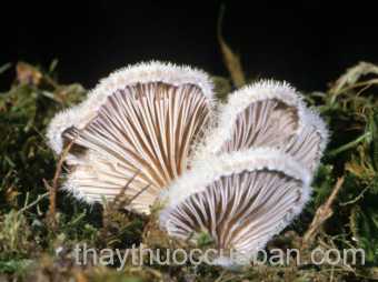 Hình ảnh Nấm chân chim