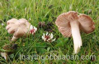 Nấm cỏ dày