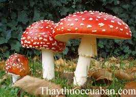 Hình ảnh cây nấm đỏ