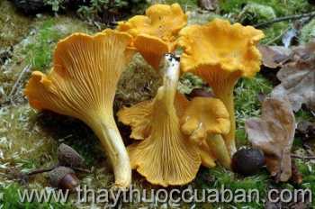 Hình ảnh Nấm mào gà